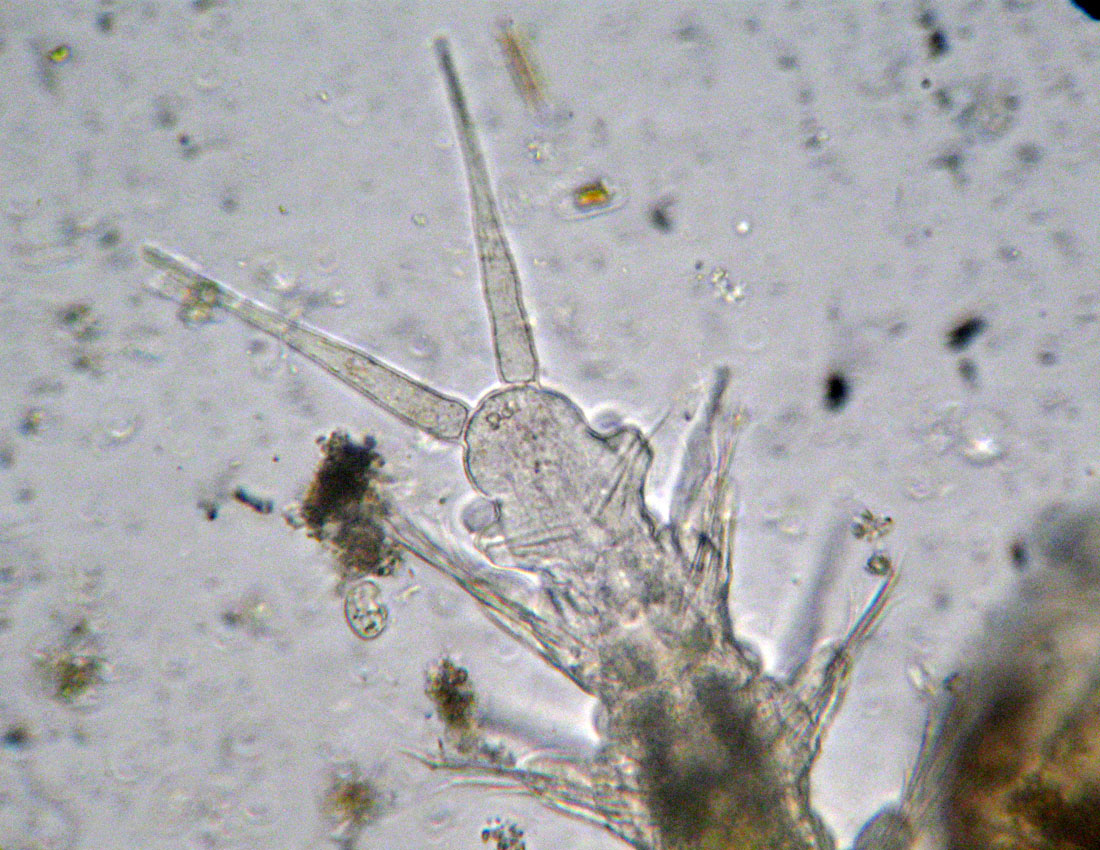 Anellidi policheti quasi microscopici